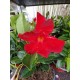 Dipladenia Red