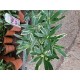 Rhododendron Ponticum Variegatum