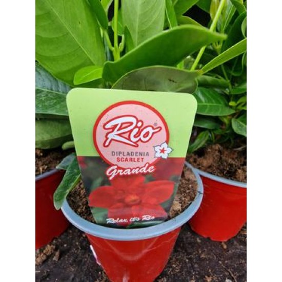 Dipladenia Red