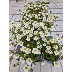 Каменоломка  Бяла