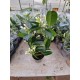 Madagascar Jasmine (Stephanotis )