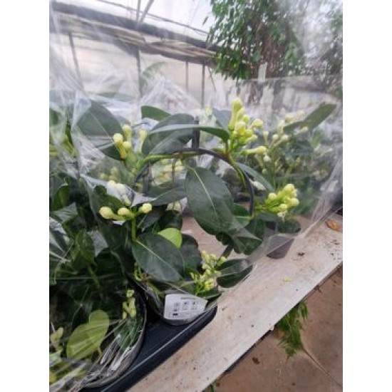 Madagascar Jasmine (Stephanotis )
