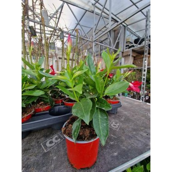 Dipladenia Red Grande
