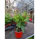 Dipladenia Red Grande