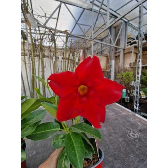 Dipladenia Red Grande