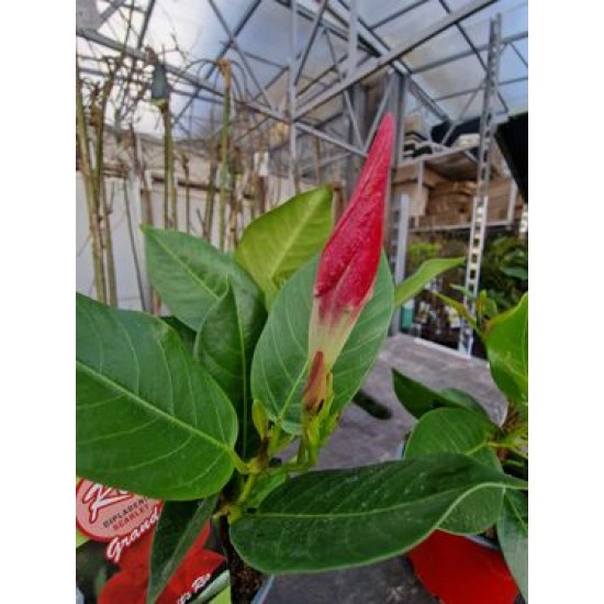 Dipladenia Red Grande