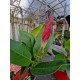 Dipladenia Red Grande