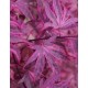 Японски Ацер Pink Passion