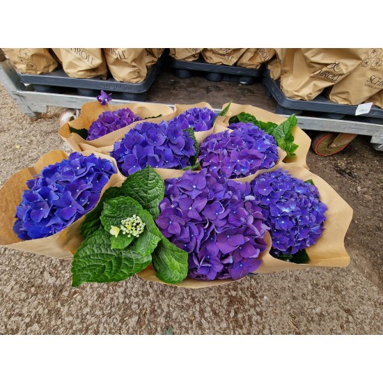 Hydrangea Indigo