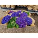Hydrangea Indigo