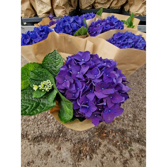 Hydrangea Indigo