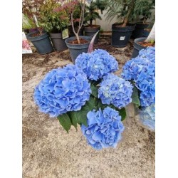 Hydrangea Blue