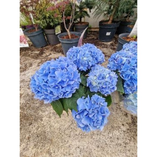 Hydrangea Blue