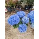 Hydrangea Blue