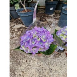 Hydrangea purple