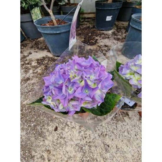 Hydrangea purple