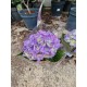 Hydrangea purple