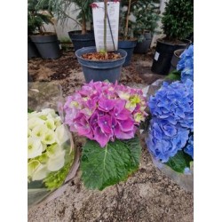  Hydrangea 3 pieces Mix