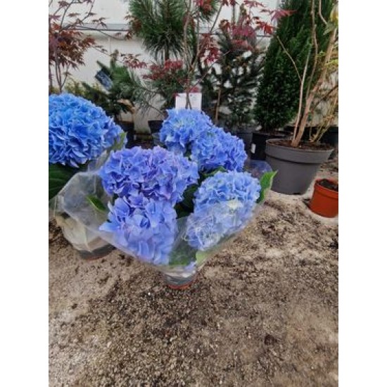 Hydrangea Blue