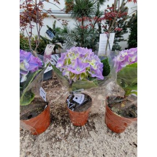 Hydrangea purple