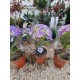 Hydrangea purple