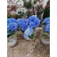 Hydrangea Blue
