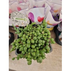 Сенецио Roweleyanus