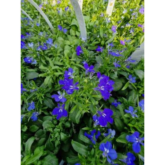 Lobelia