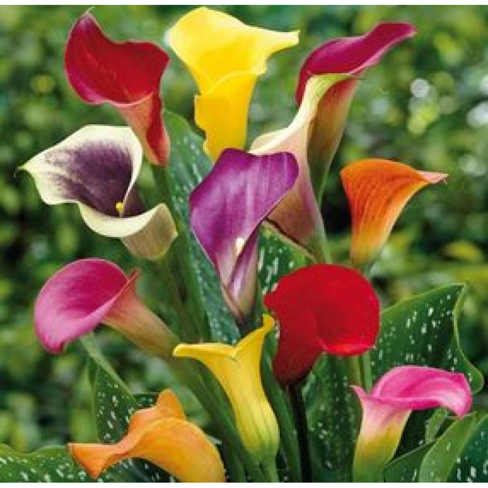 Garden Calla bulbs от Plants.bg с отлична цена