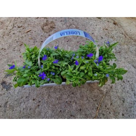 Lobelia