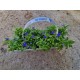 Lobelia