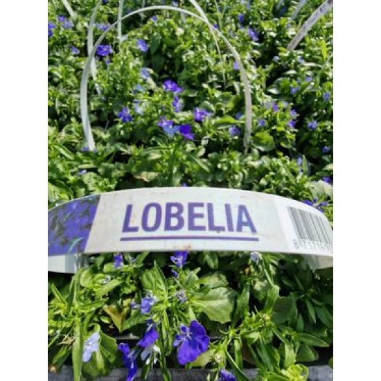 Lobelia