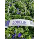 Lobelia