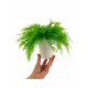 AIR FERN PRESERVED - LIGHT GREEN
