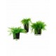AIR FERN PRESERVED - LIGHT GREEN