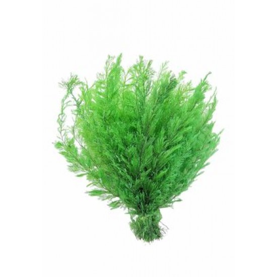 AIR FERN PRESERVED - LIGHT GREEN