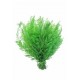 AIR FERN PRESERVED - LIGHT GREEN