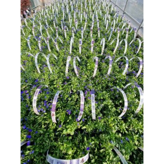 Lobelia