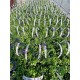 Lobelia