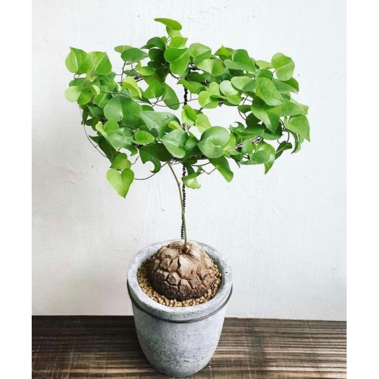 Dioscorea elephantipes
