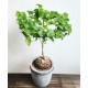 Dioscorea elephantipes