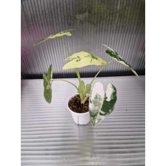 Алоказия Вариегатна Alocasia Frydek Variegata