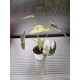 Алоказия Вариегатна Alocasia Frydek Variegata