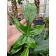 Philodendron Florida