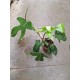 Philodendron Florida