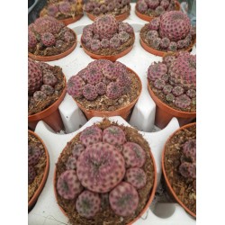 Кактус Rebutia Muscula 