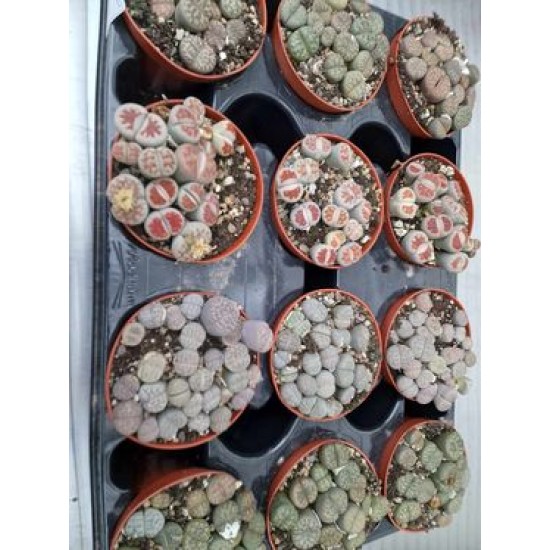 Lithops spp mix