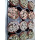 Lithops spp mix