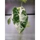 Алоказия Вариегатна Alocasia Frydek Variegata