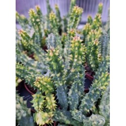 Сукулент Huernia Zebrina